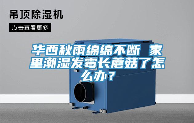 华西秋雨绵绵不断 家里潮湿发霉长蘑菇了怎么办？