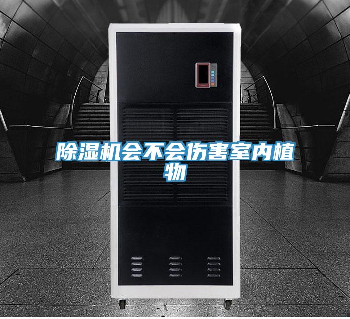 抖音成人版下载会不会伤害室内植物