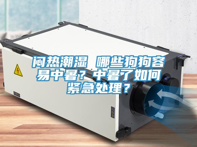 闷热潮湿 哪些狗狗容易中暑？中暑了如何紧急处理？