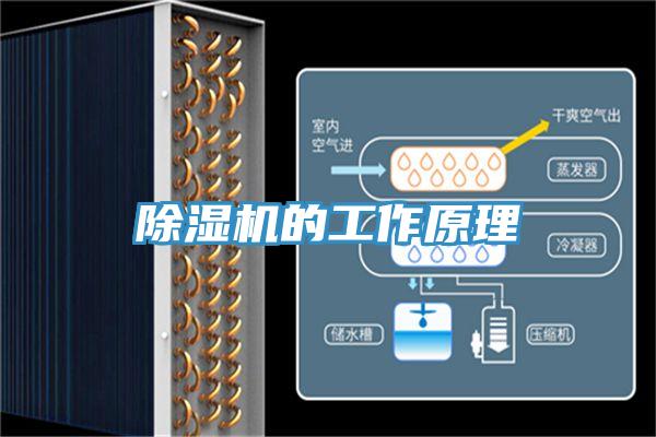 抖音成人版下载的工作原理