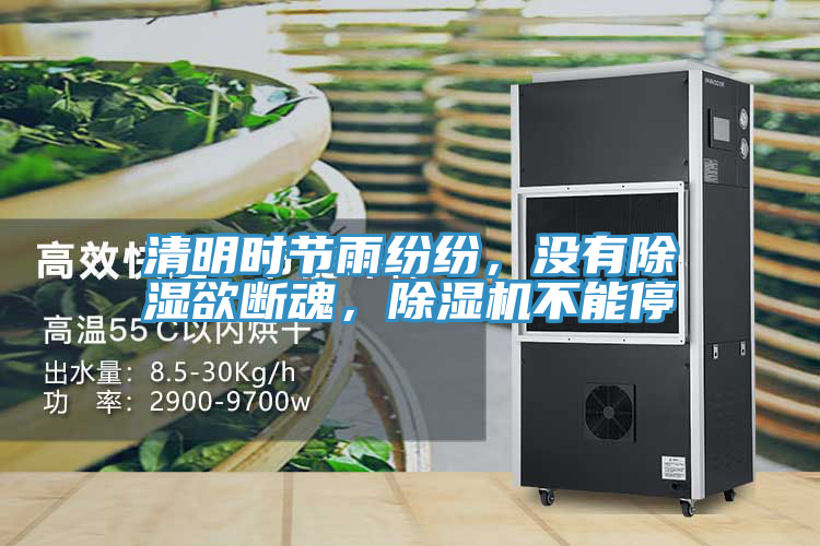 清明时节雨纷纷，没有除湿欲断魂，抖音成人版下载不能停